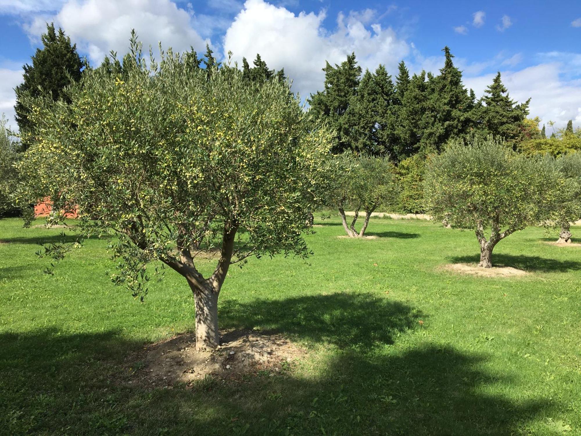 Le Mas Terre Des Anges Sarrians Exterior photo